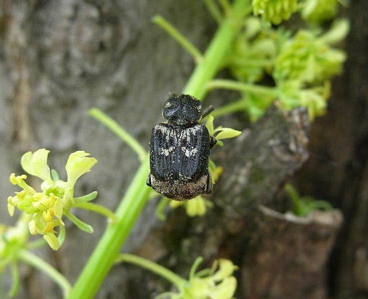 Valgus hemipterus